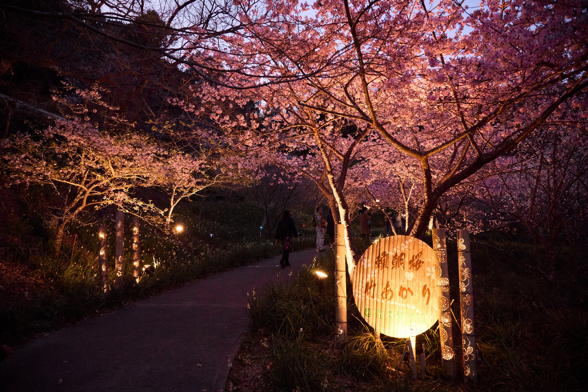 竹あかりに照らされた頼朝桜の並木