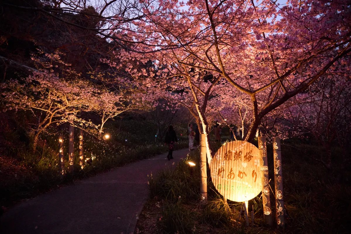 頼朝桜(河津桜)